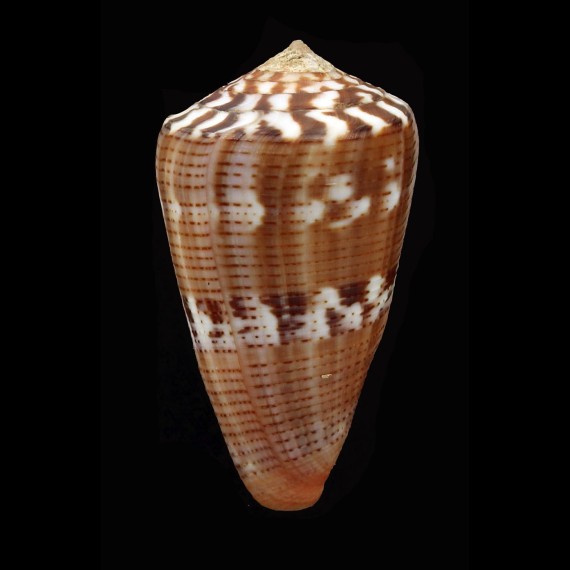 vittatus 40,7mm BIG