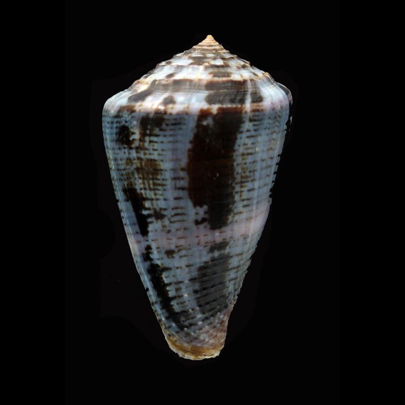 purpurascens 52,3mm