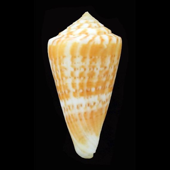 lemniscatus 53,5mm