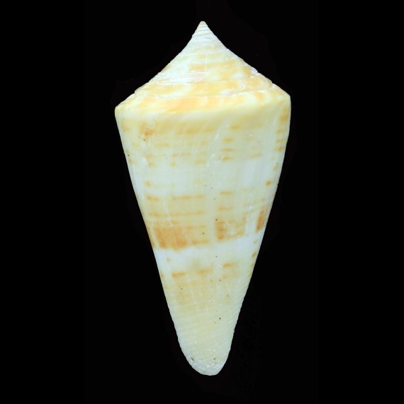 stimpsoni 56,4mm BIG