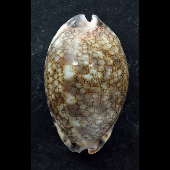 grayana 60,7mm