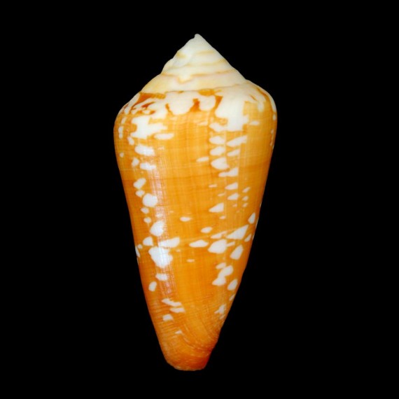 crocatus