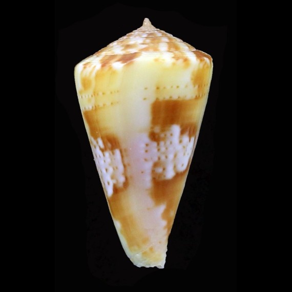 dayriti 24,2mm SUPERB