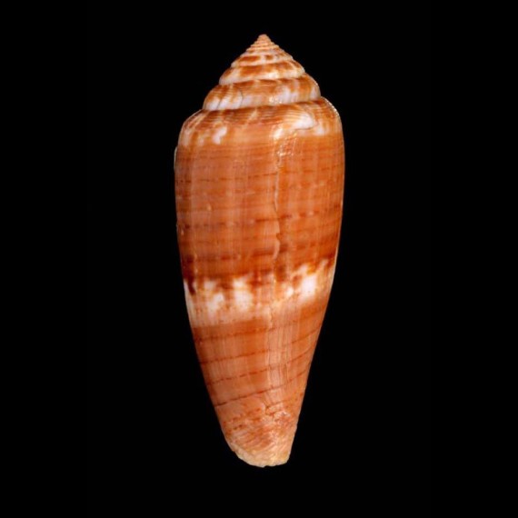 austroviola