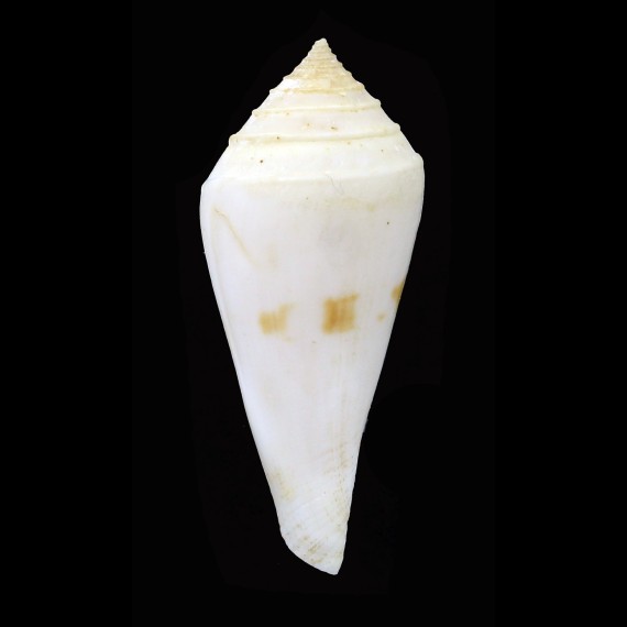 bozzetti 52,3mm RARITY