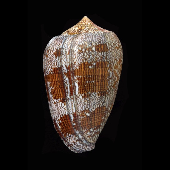 textile eumitus 81,5mm GIANT