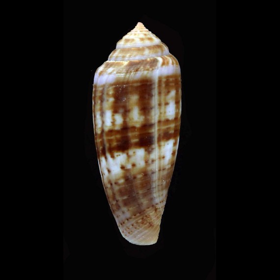austroviola 43,3mm DARK