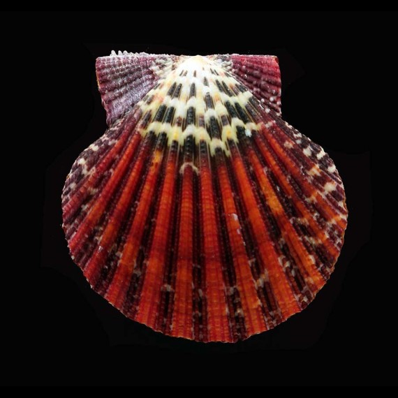 pallium 64,5mm