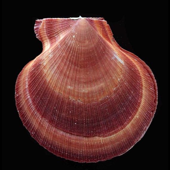 gemmulata 55,2mm