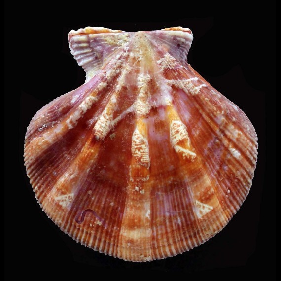 hexatus 43,0mm