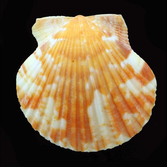 gibbus 40,5mm