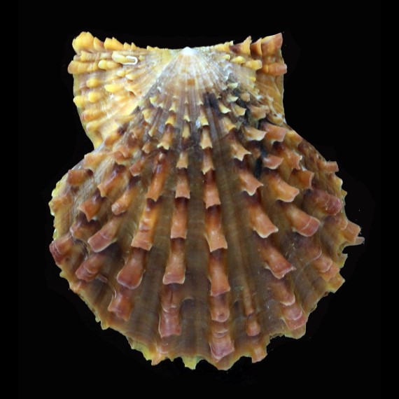 livida 62,0mm