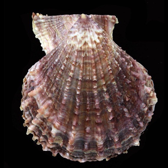 livida 78,1mm BIG