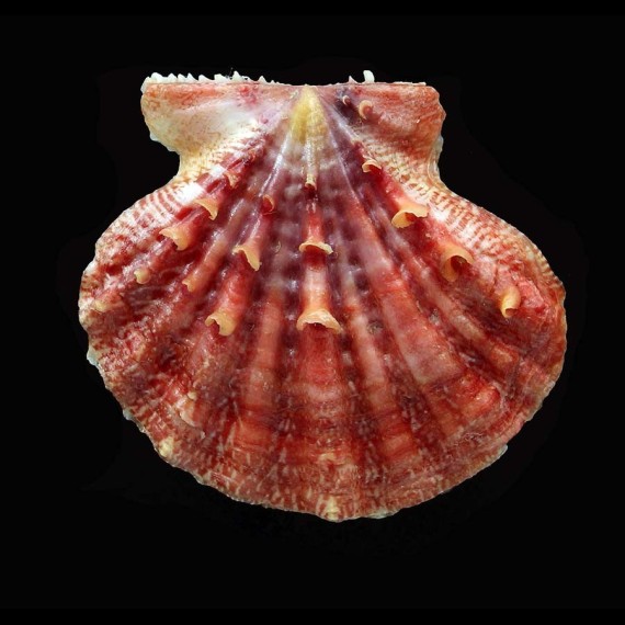mirificus 45,0mm