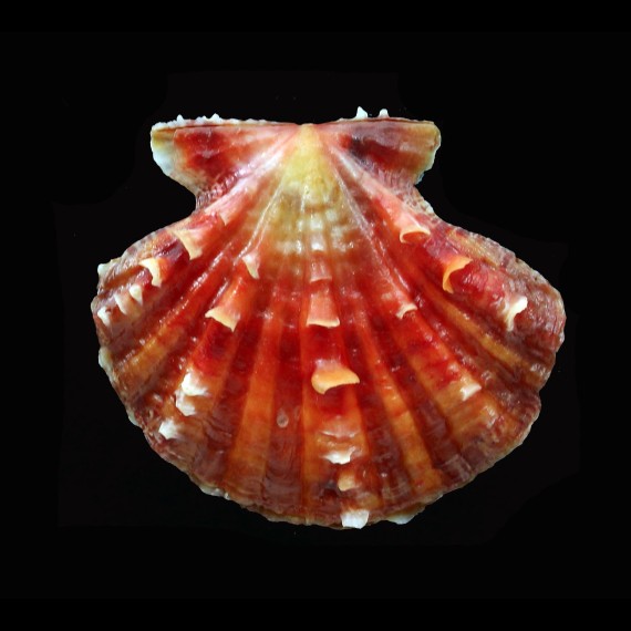 mirificus 41,8mm