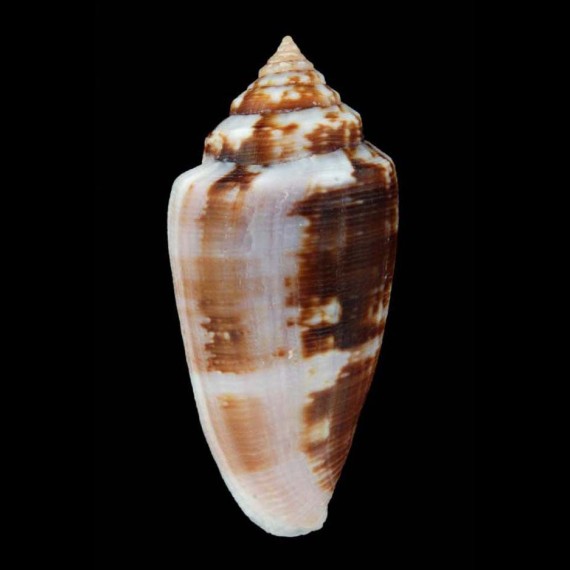 anemone novaehollandiae