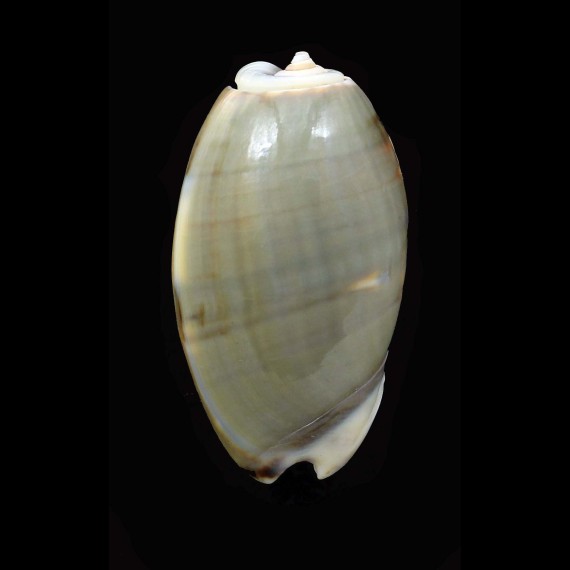 bulbosa 38,2mm
