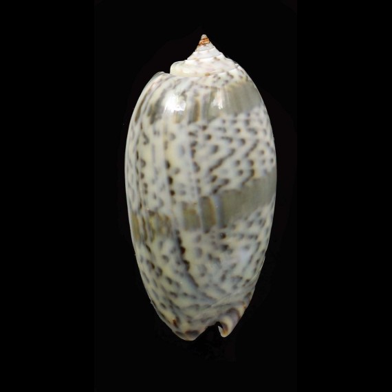 bulbosa 39,4mm