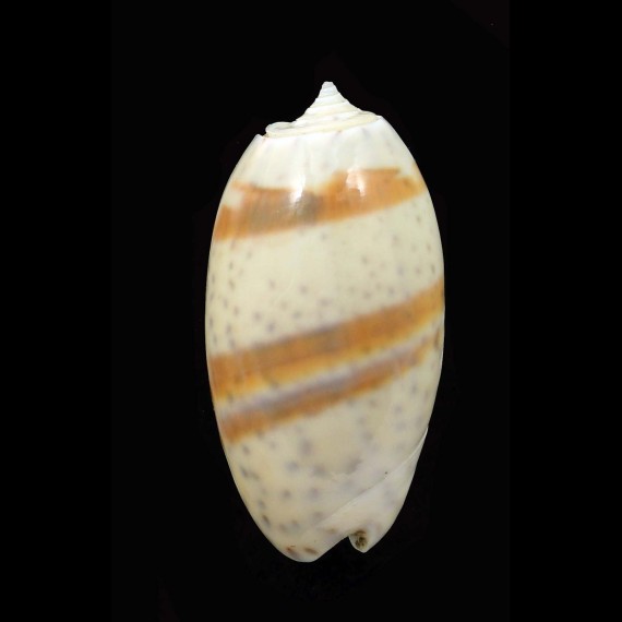 bulbosa bicingulata 38,5mm