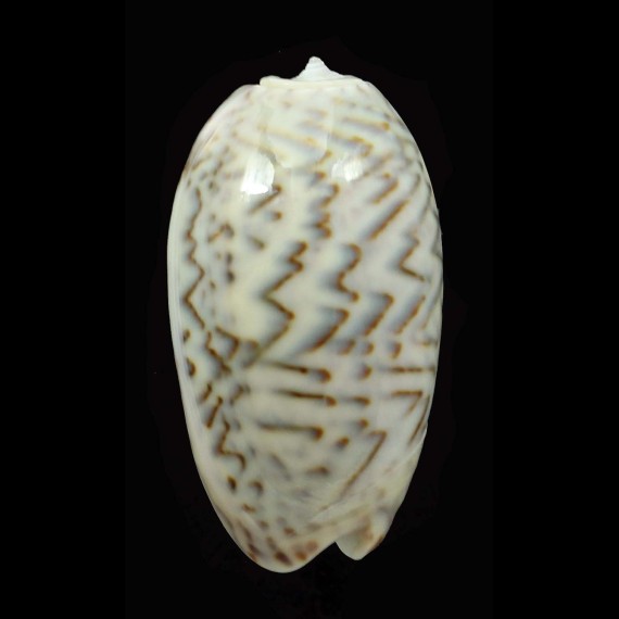 bulbosa lacertina 37,7mm