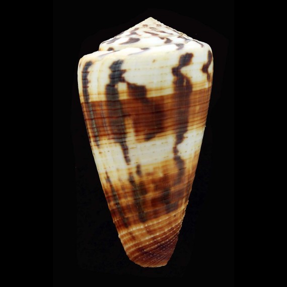 ferrugineus chenui 67,0mm
