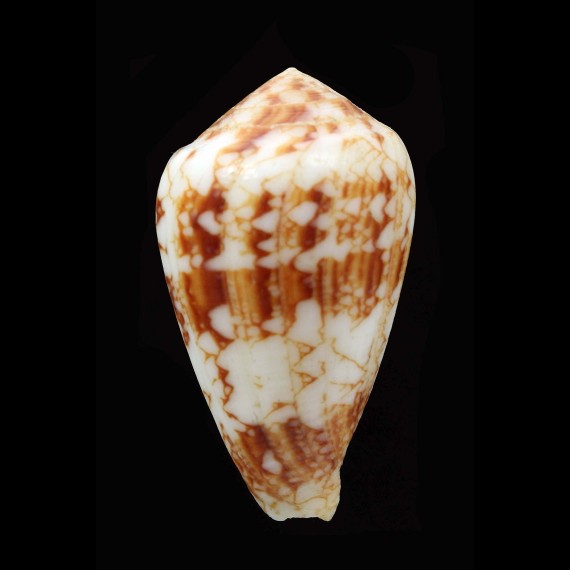retifer 54,0mm MALDIVES