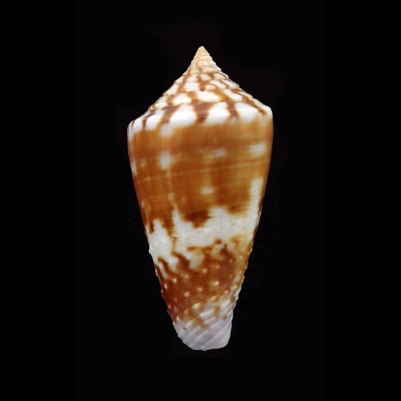 lischkeanus subroseus 38,5mm