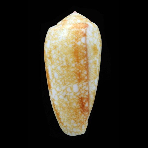 omaria viperinus 46,9mm