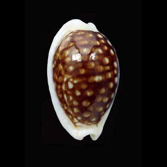cribraria 23,1mm NIGER