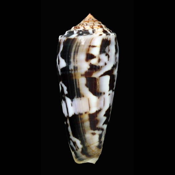 gubernator 87,7mm