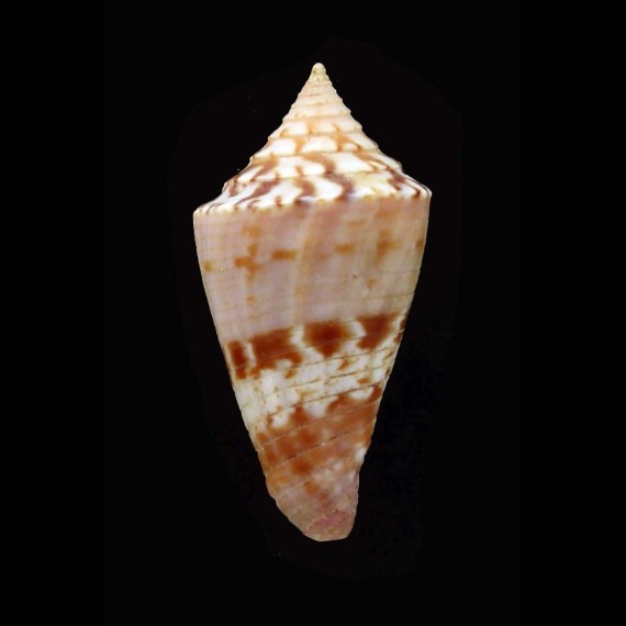articulata 26,7mm