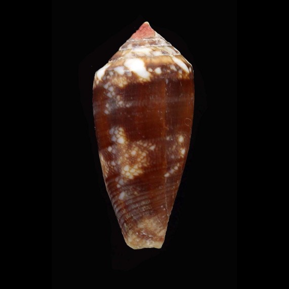 barbieri 32,6mm BIG