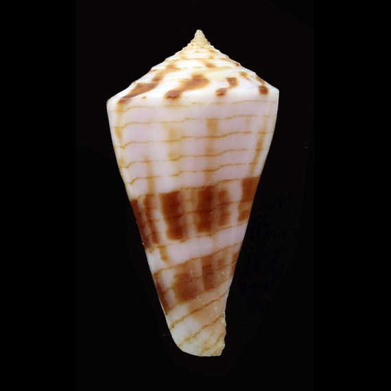 pseudokimioi 29,0mm BIG
