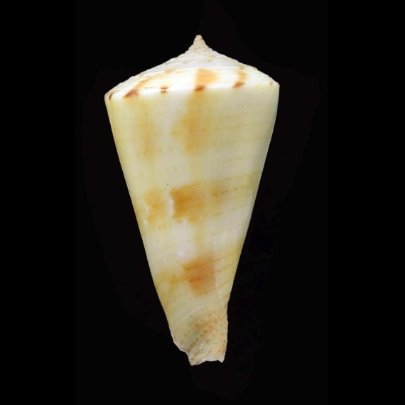 pseudokimioi 26,2mm
