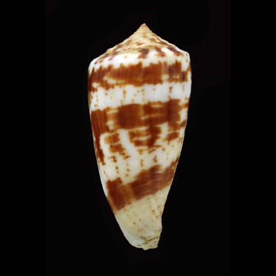 collisus 42,1mm