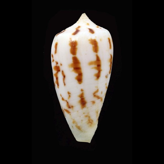 zandbergeni 38,4mm