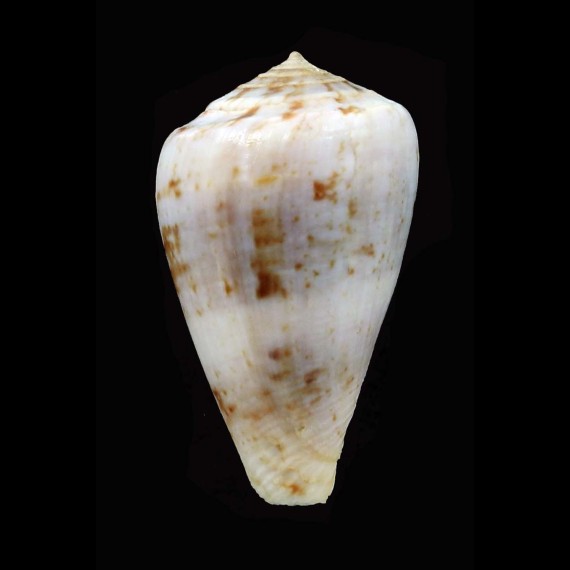 papilliferus 32,6mm