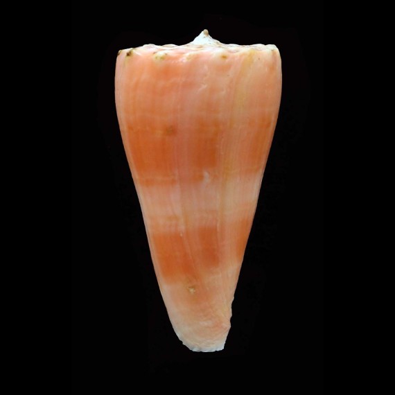 roseorapum 42,0mm