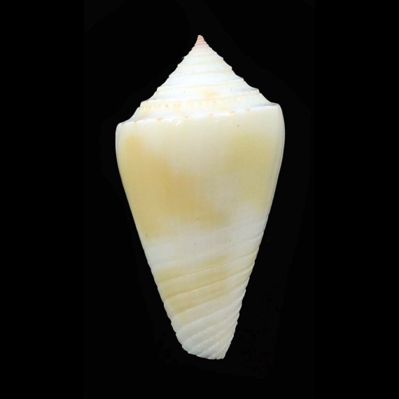 bermudensis 31,1mm