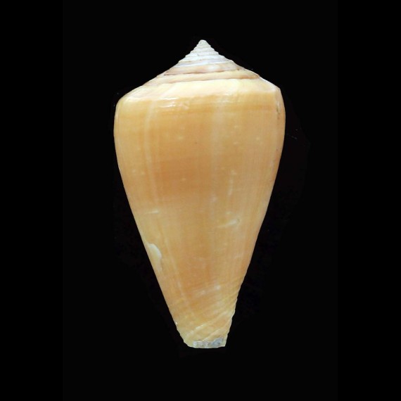 ambiguus 34,7mm