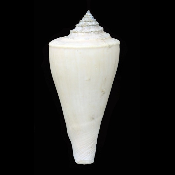 teramachi neotorquatus 109,0mm