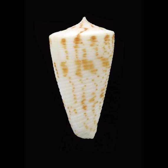 lizardensis 35,0mm