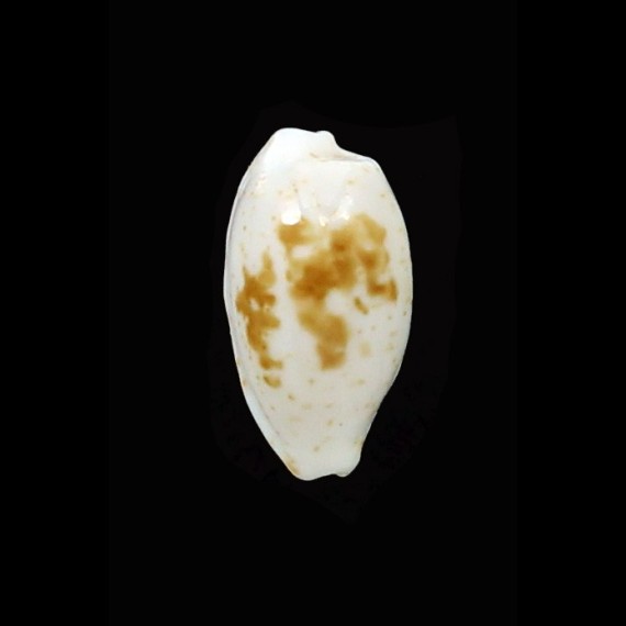 goodalli 11,8mm