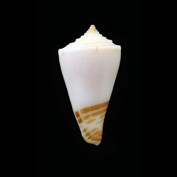 boucheti 19,7mm RARITY