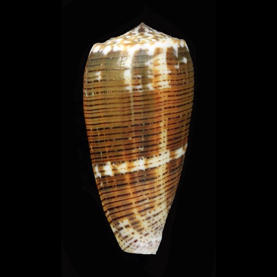 magus 72,2mm