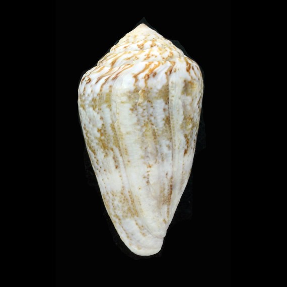 ventricosus 55,0mm BIG