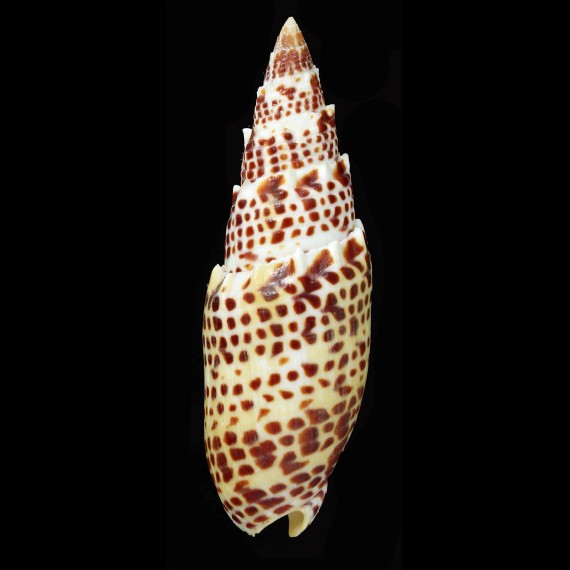 papalis 106,8mm