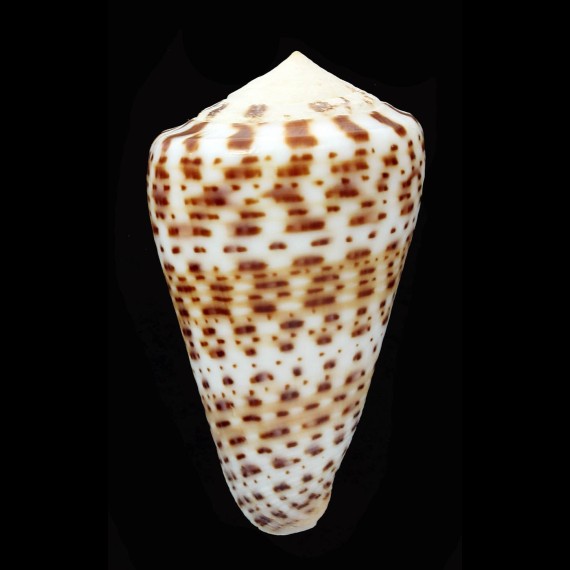 pulcher siamensis 60,5mm