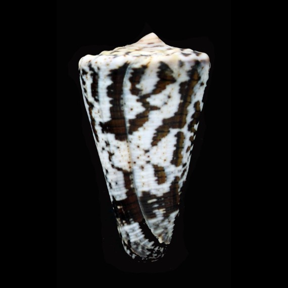 fuscatus 43,8mm