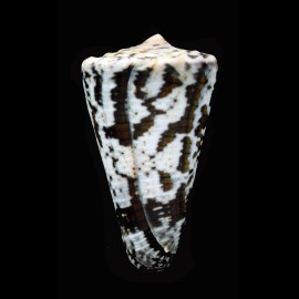 fuscatus 43,8mm